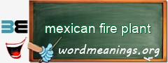 WordMeaning blackboard for mexican fire plant